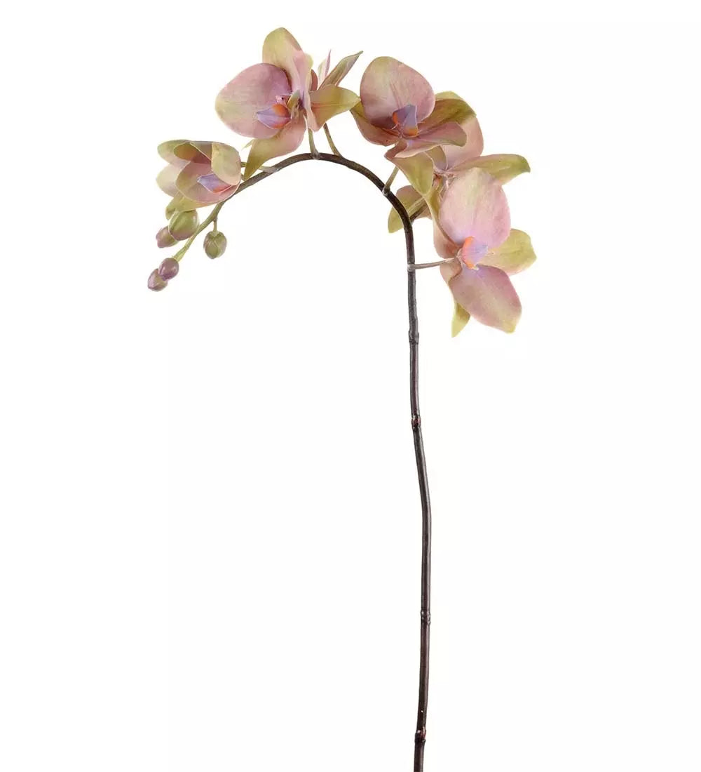 Phalaenopsis 60 cm. lilla
