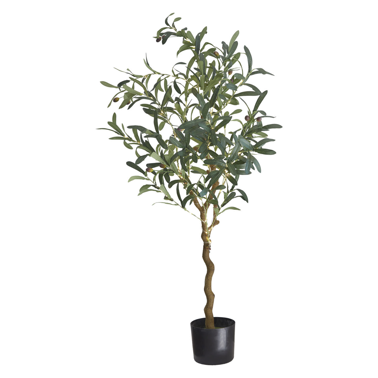 Sirius Olivia Oliventræ H 120 cm