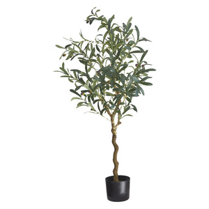 Sirius Olivia Oliventræ H 120 cm